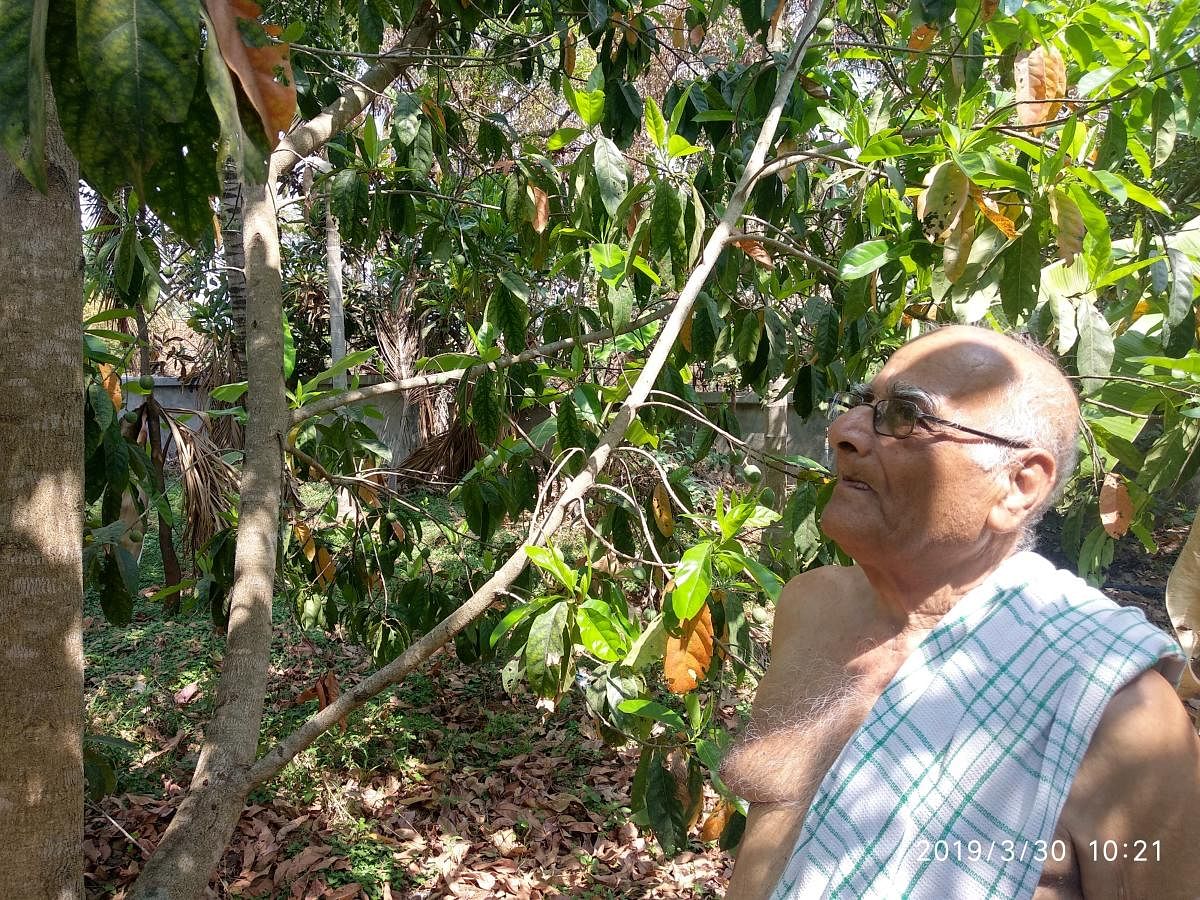 J T Somasekhar tends to the Rudraksha tree on his farm at Halagaiahnahundi village, on Bannur Road, near Mysuru.
