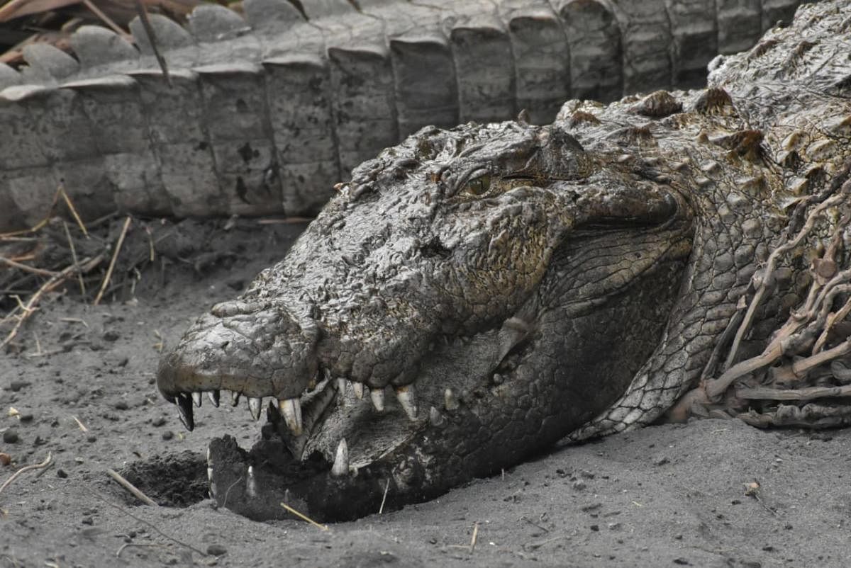 The river-side villagers are exposing themselves to crocodiles' attack by taking bath in areas which have not been barricaded. (Representative image)