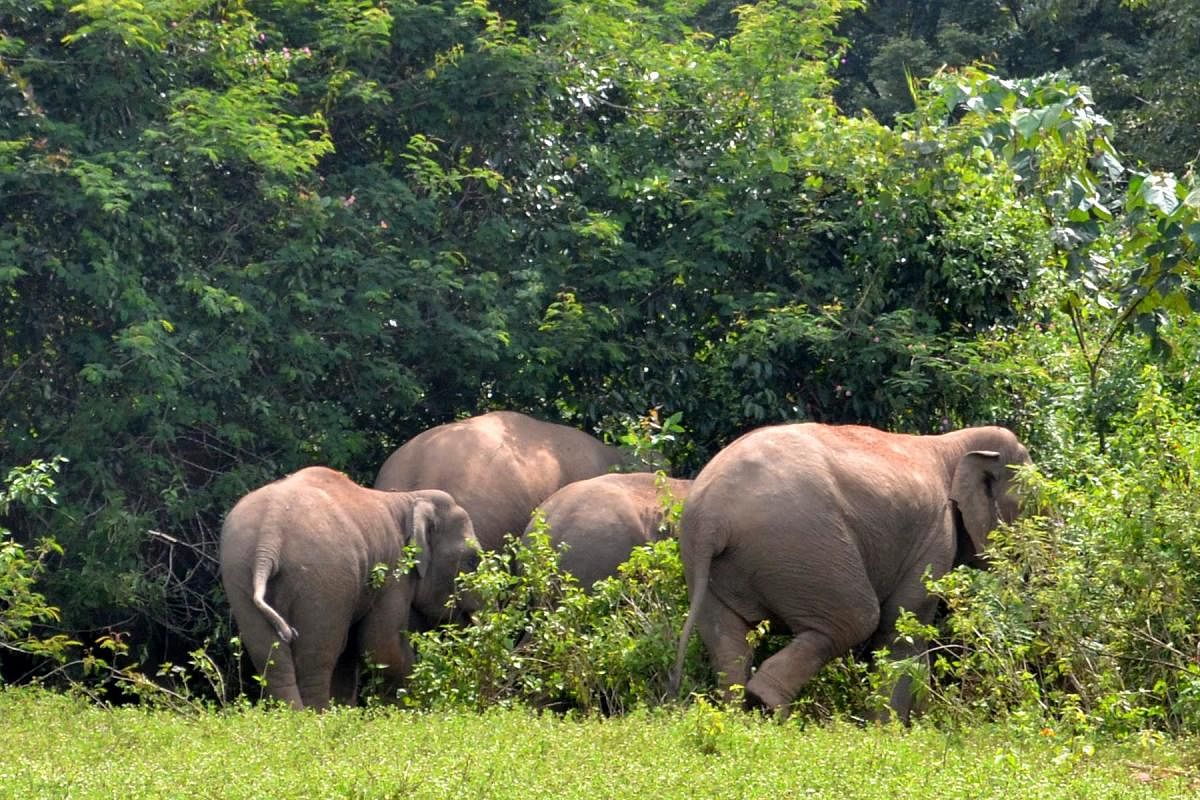 A herd of elephants at a forest in Hassan district. (DH File Photo)