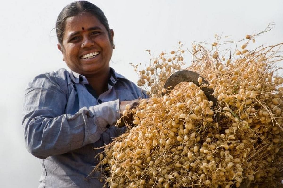 File photo of chickpea from ICRISAT