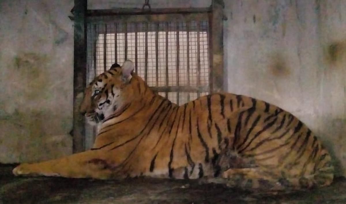 F-03 the Royal Bengal tigress, which strayed out of Orang National Park in Assam, after she was tranquilised, recently. Photo credit: Forest Department, Assam.