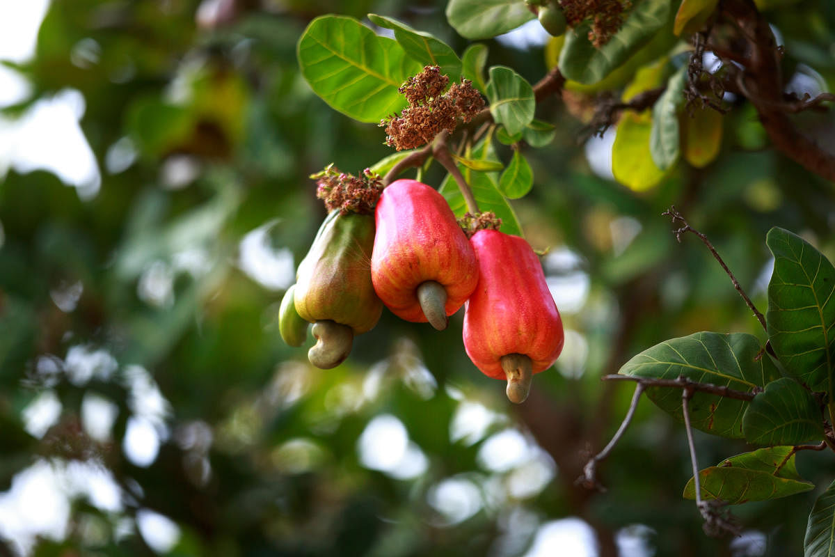 Karnataka, the second largest producer of raw cashew nuts after Kerala, accounts for about 15% of the national output pegged at 5.5 lakh tonnes this year.