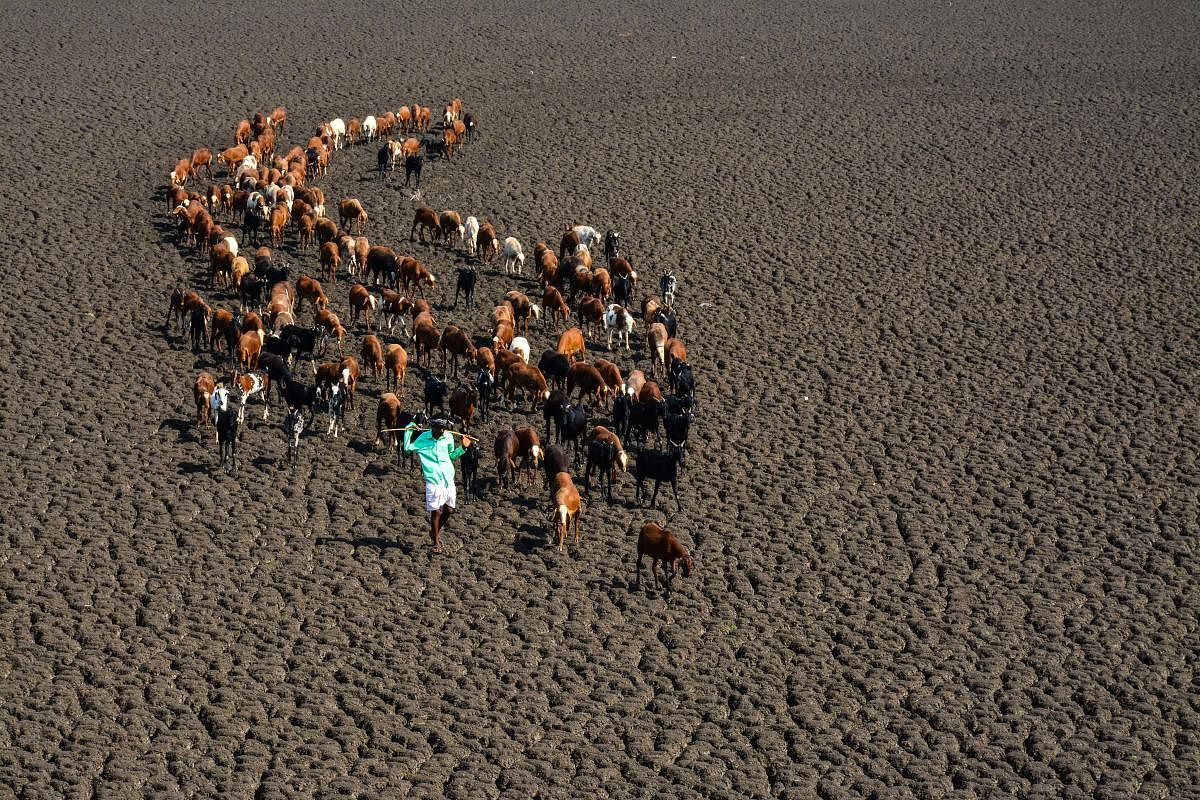A shepherd leads a flock of sheep as they set out in search of water on the bed of the Hirehalla reservoir near Kinnal in Koppal taluk. DH Photo/Bharath Kandakur