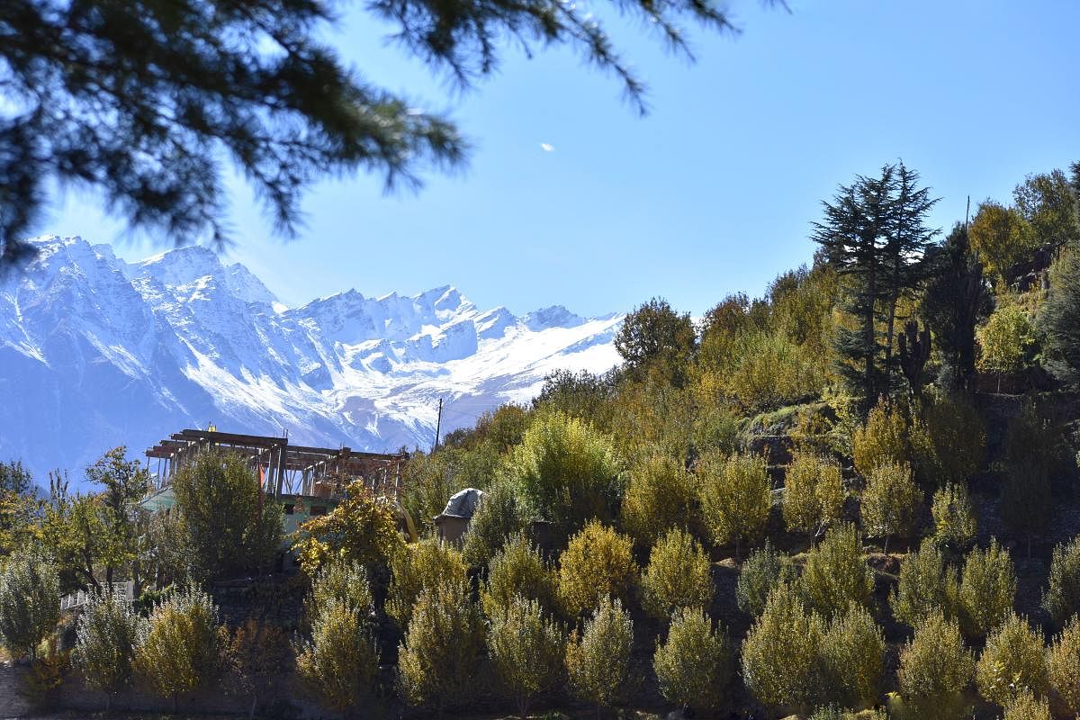 Kinnaur Kailash mountains overlooking the apple orchards. PHOTOS BY AUTHOR