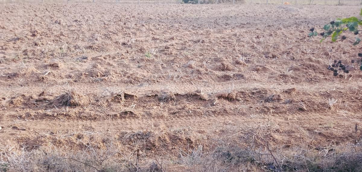 Farmland waiting for the rain to arrive in Kadur taluk.