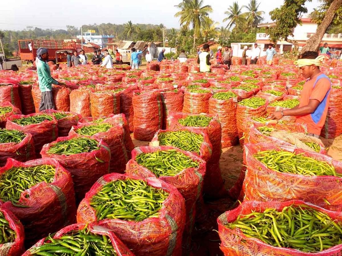 Farmers bring green chilly to the 'shandy' market in Shanivarasanthe for sale.