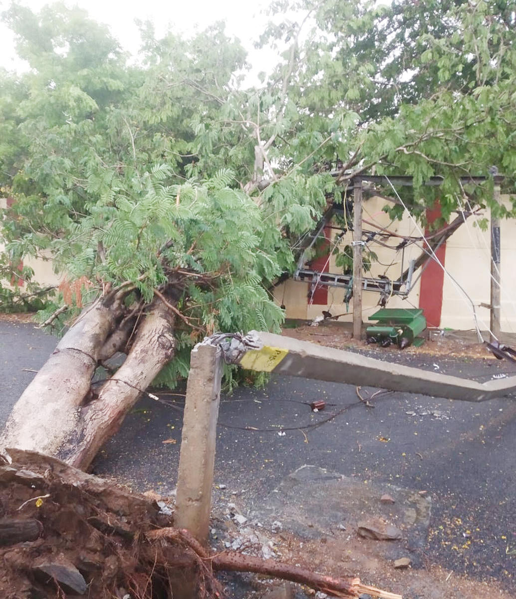 A tree fell on an electricity pole on Gummanahalli Road in Byadagi town as gusty winds coupled with heavy rain lashed the town on Sunday. DH Photo