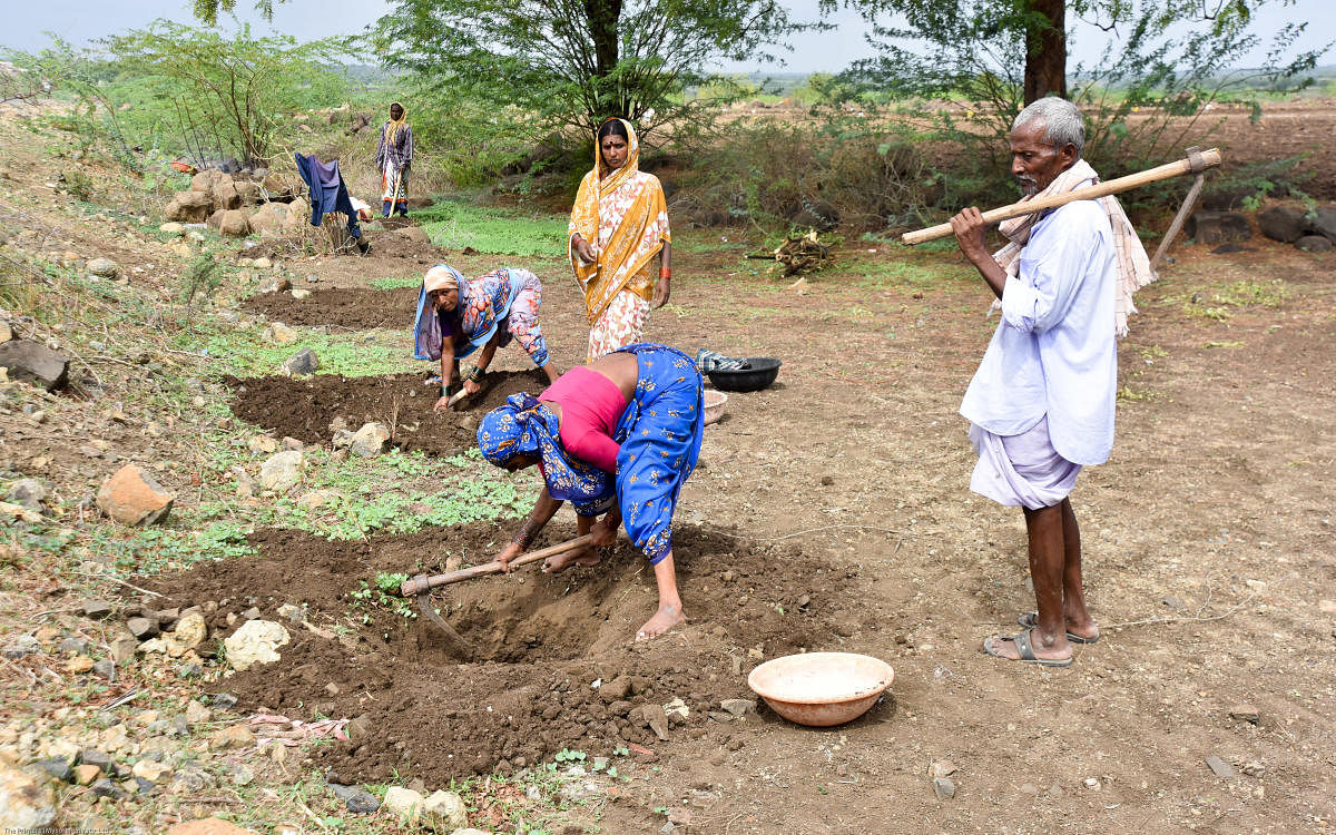Under the MGNREGA, unskilled labourers are provided employment for 100 days a year.
