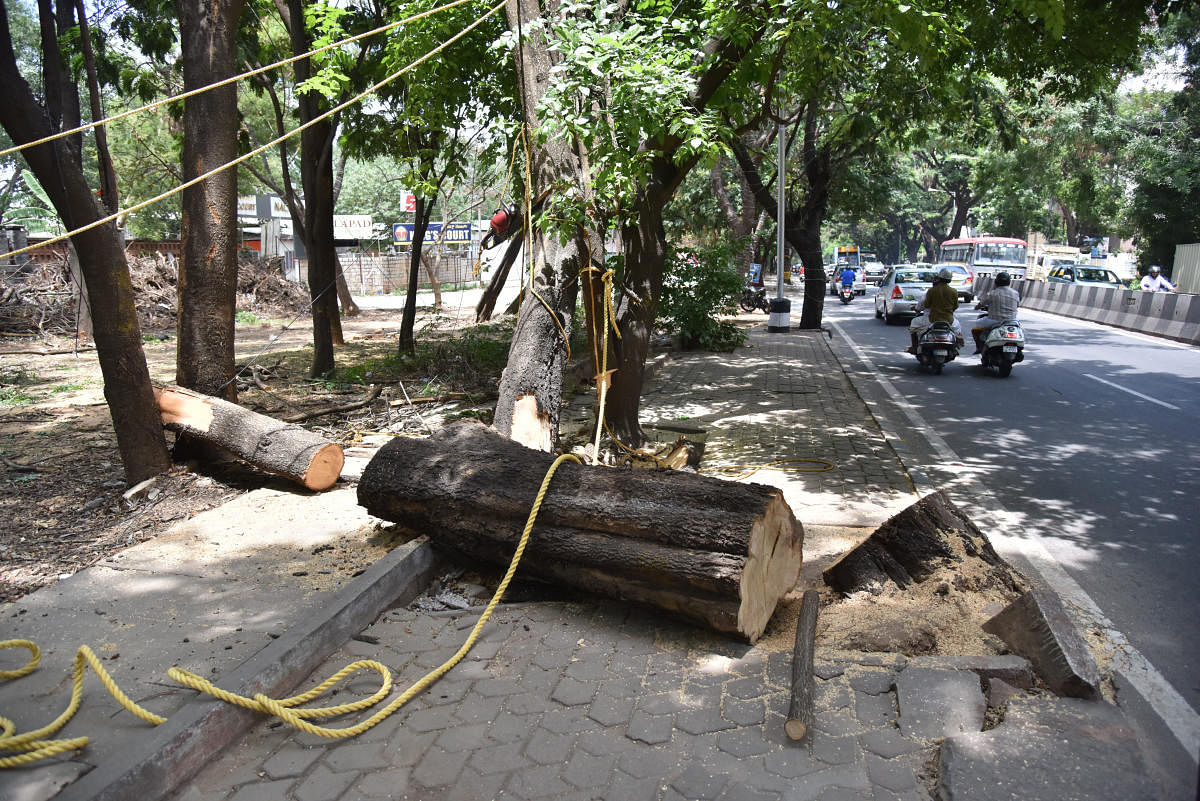 Three government agencies have sought permission to cut down thousands of trees. DH FILE PHOTO