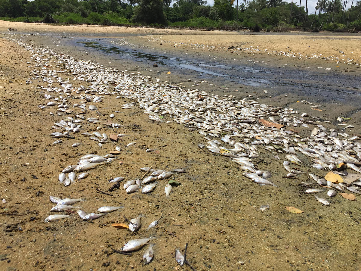Dead fish on the banks of Kamini rivulet at Hejamady Muttalive.