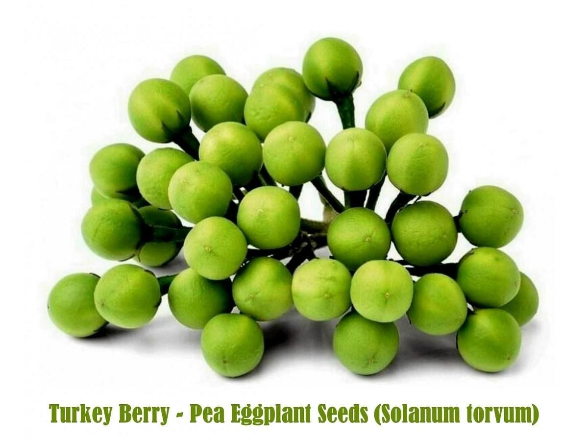 Turkey berry
