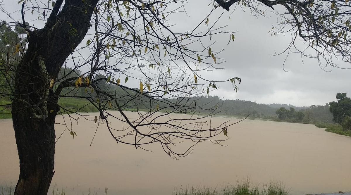 Paddy fields are inundated at Halooru village following heavy in Mudigere taluk, Chikkamagaluru district on Tuesday. (Right) Water level has increased in River Tunga in Shivamogga. DH Photos