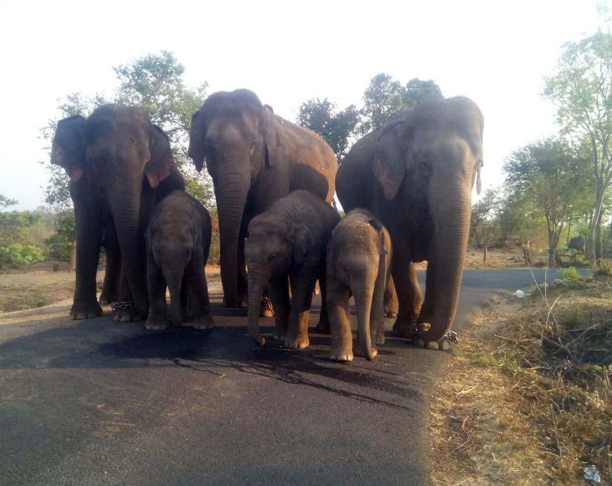 Activists say the Satellite Town Ring Road will bring more traffic to the sensitive area and increase man-animal conflict. DH FILE PHOTO