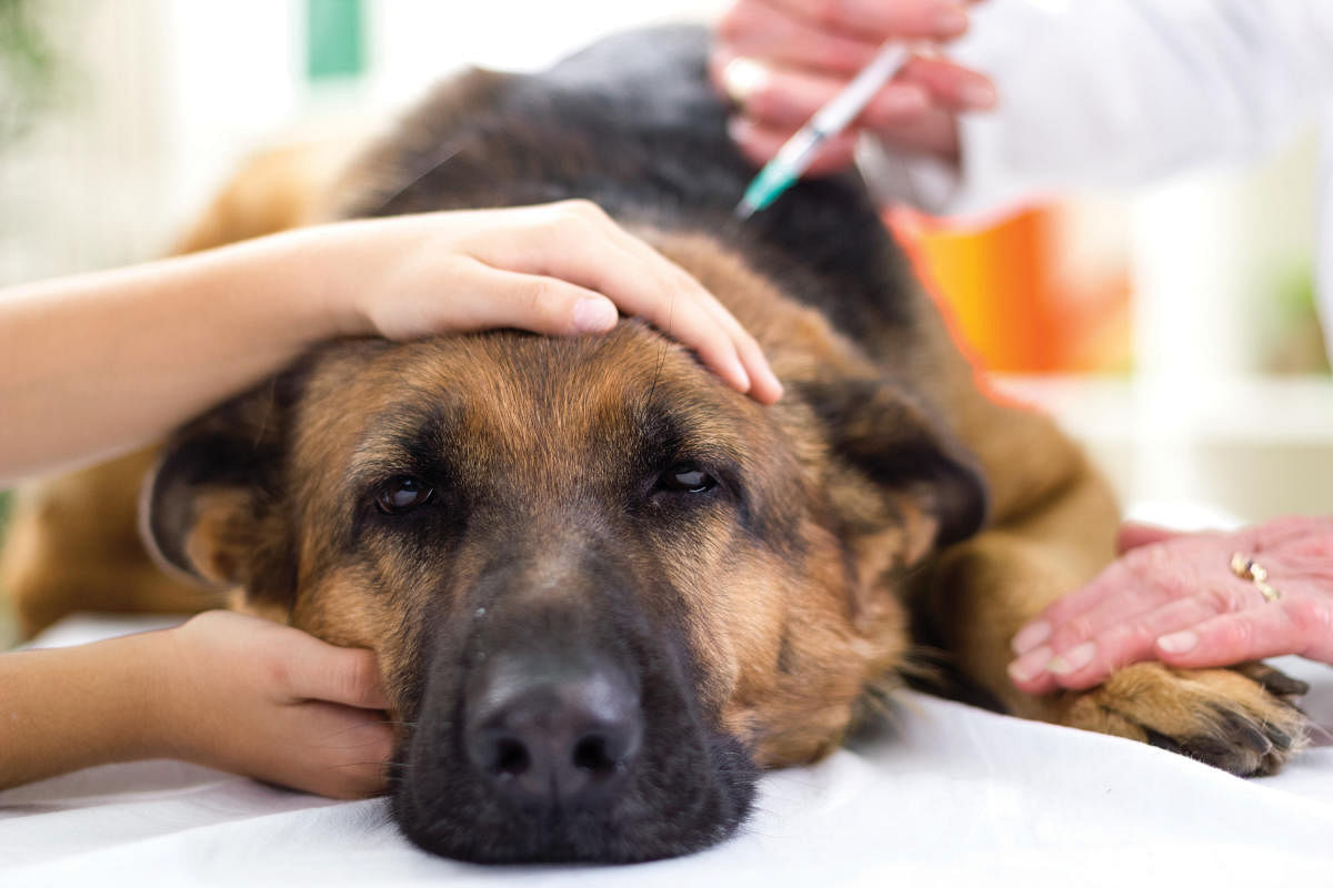 Loss of appetite and excessive drinking of water are common symptoms of your pet being unwell.