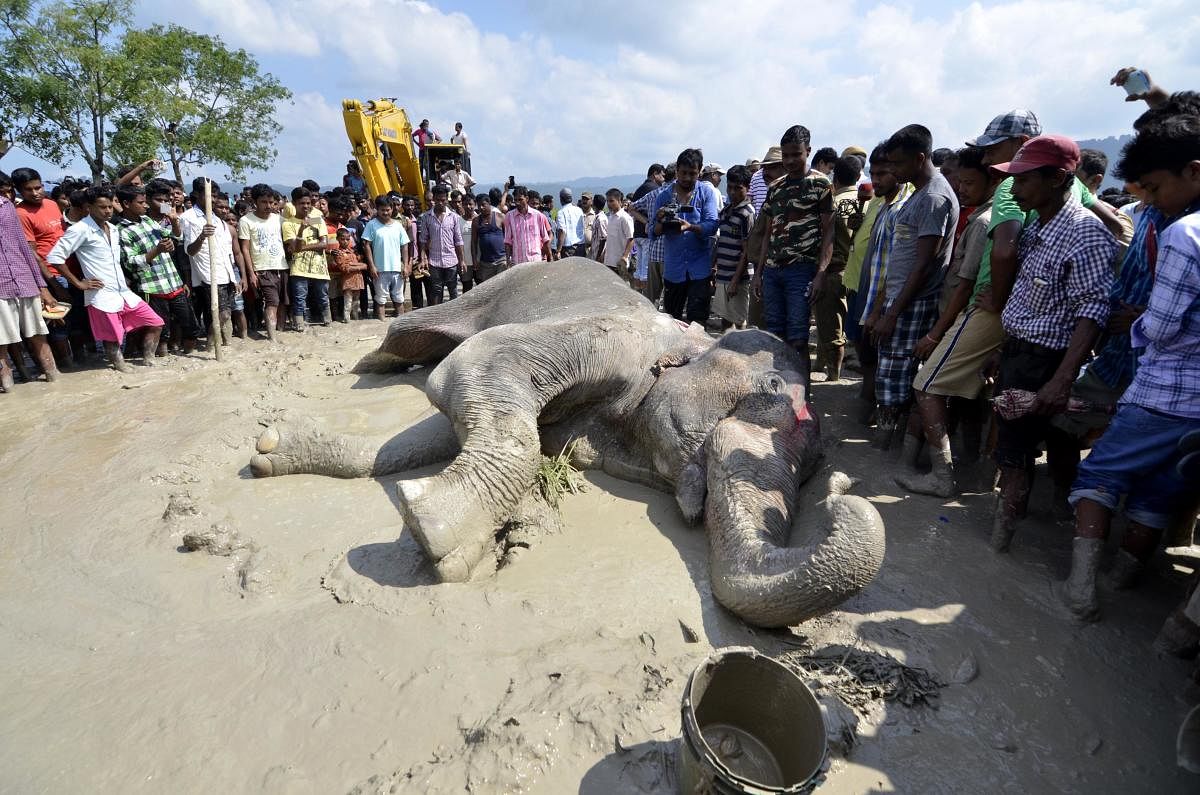 Forest officals use a crane to remove a injured wild elephant to the Centre for Wildlife Rehabilitation and Conservation (CWRC) who according to forest officials was shot at and injured by suspected poachers, near a paddy field at Sapanala in Nagaon distr