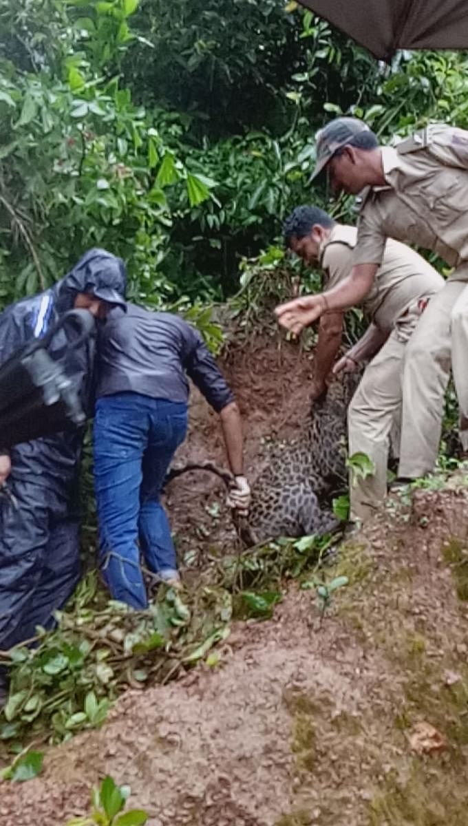 Officials rescue a leopard after tranquillising it at Ashwathapura Berinja in Thenkamijaru Gram Panchayat.