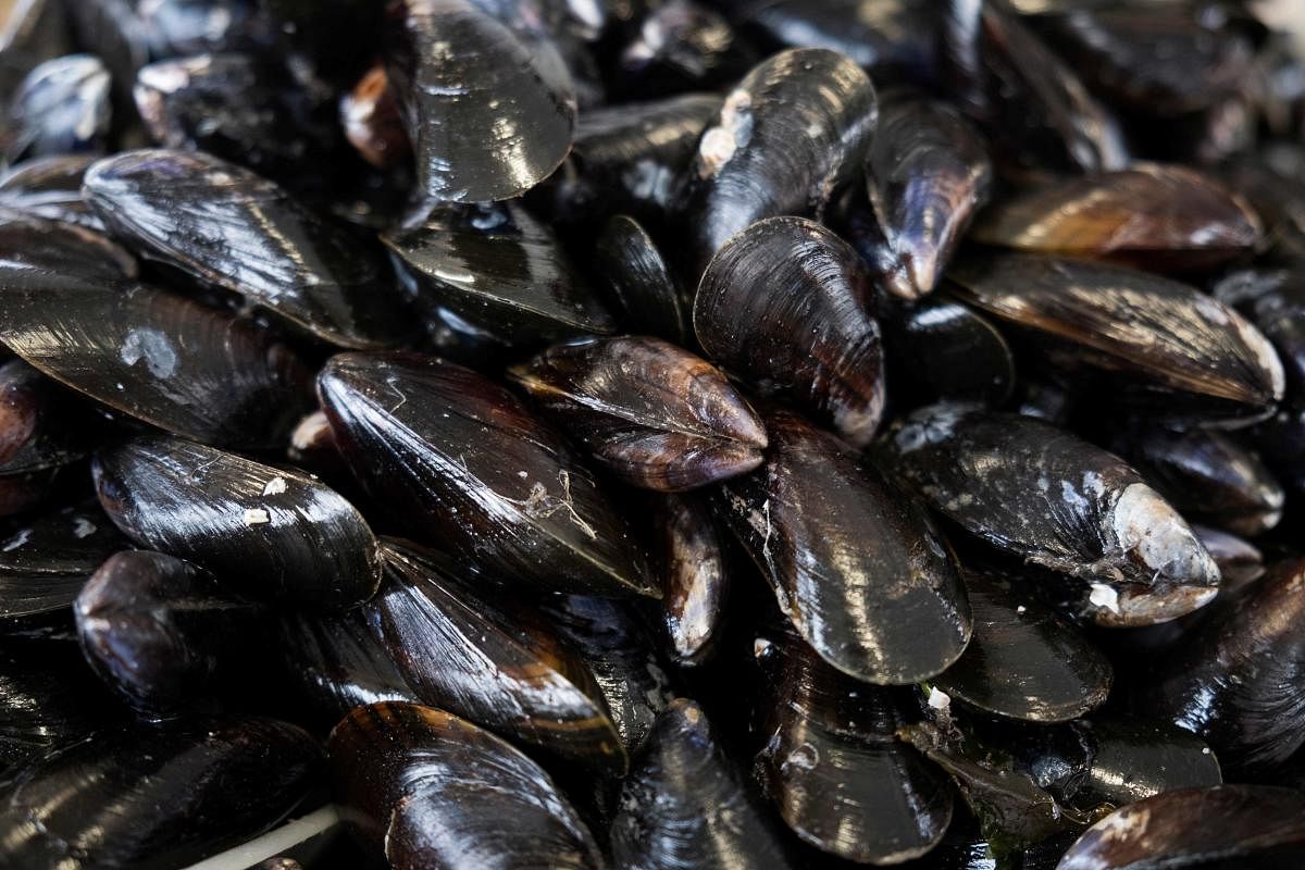 The mussel is the hoover of the sea, taking in phytoplankton for nourishment along with microplastics, pesticides and other pollutants - which makes it an excellent gauge. (AFP file photo)