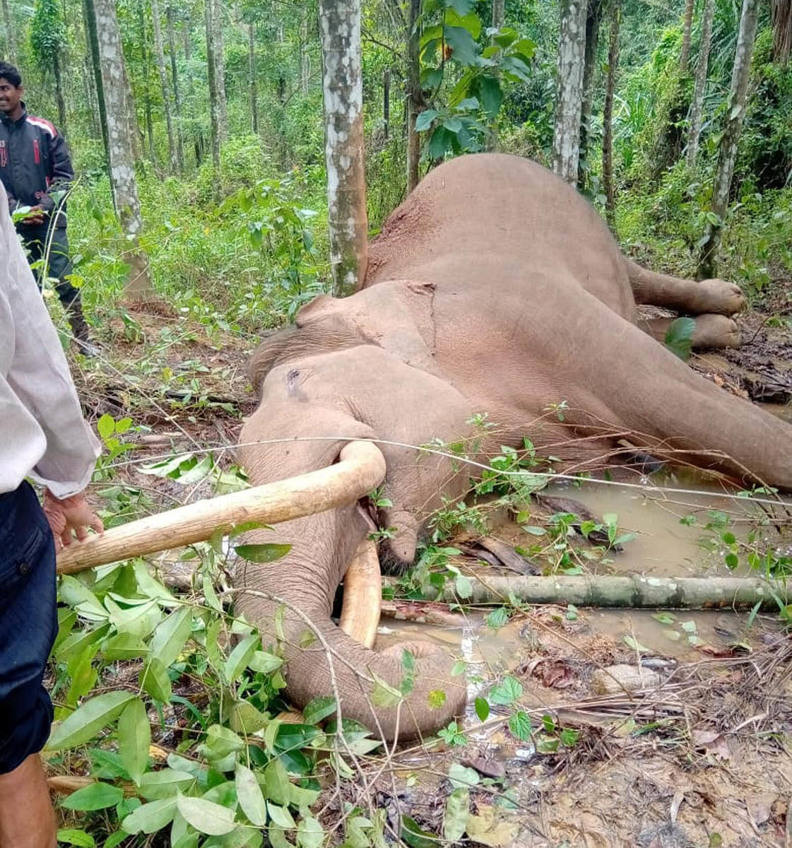 An elephant died of electric shock after it came in contact with a live wire at an areca farm in Kutta Badaga village, Virajpet taluk, on Saturday night.