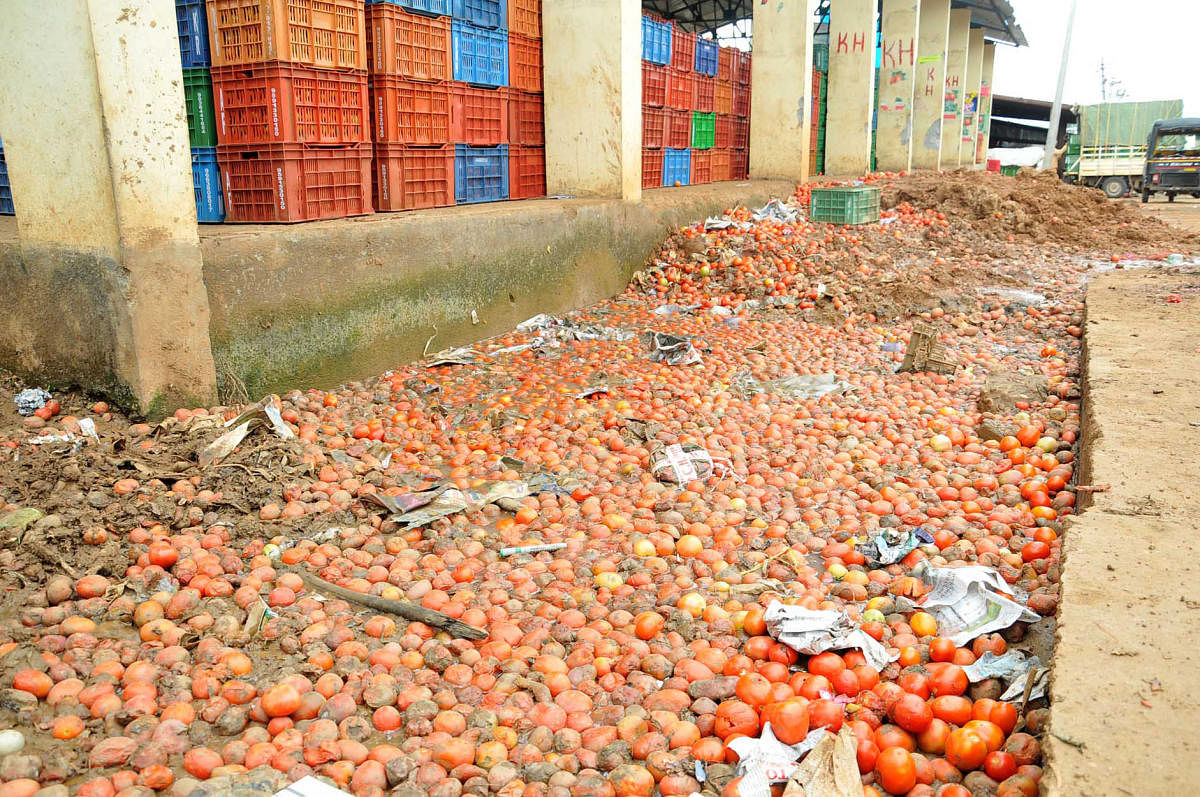 The drain at the APMC yard in Chikkamagaluru is choked by rotten tomatoes.