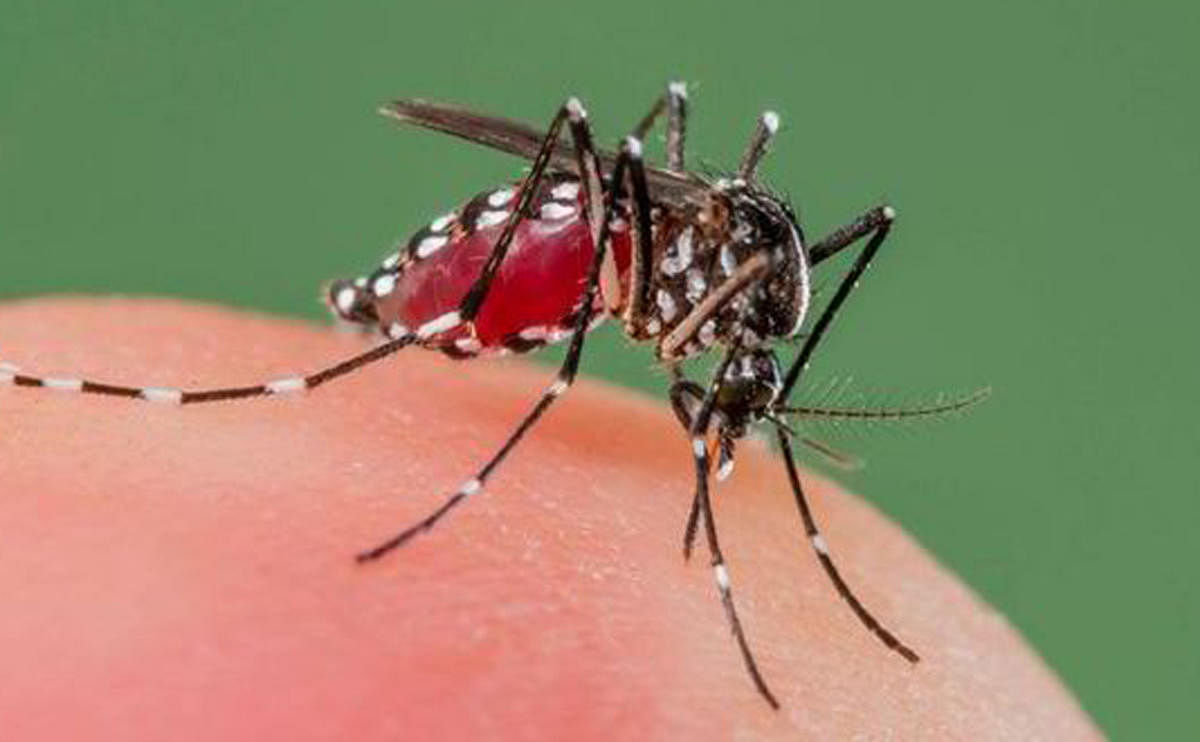 Research found proteins in the legs of malaria carrying mosquitoes help them develop resistance to insecticides. (DH Photo)