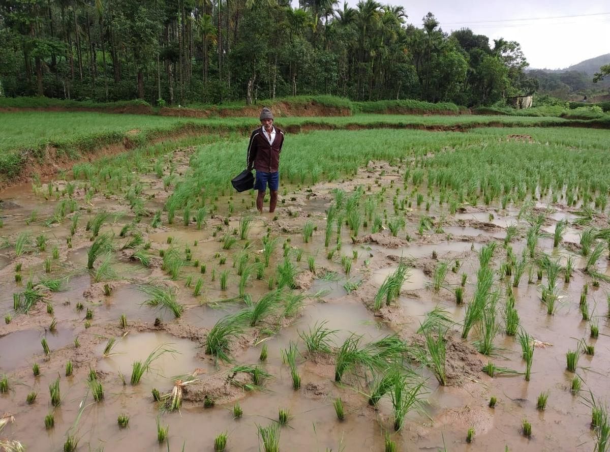 The damaged paddy crop at Moolarahalli in Mudigere taluk. DH photo