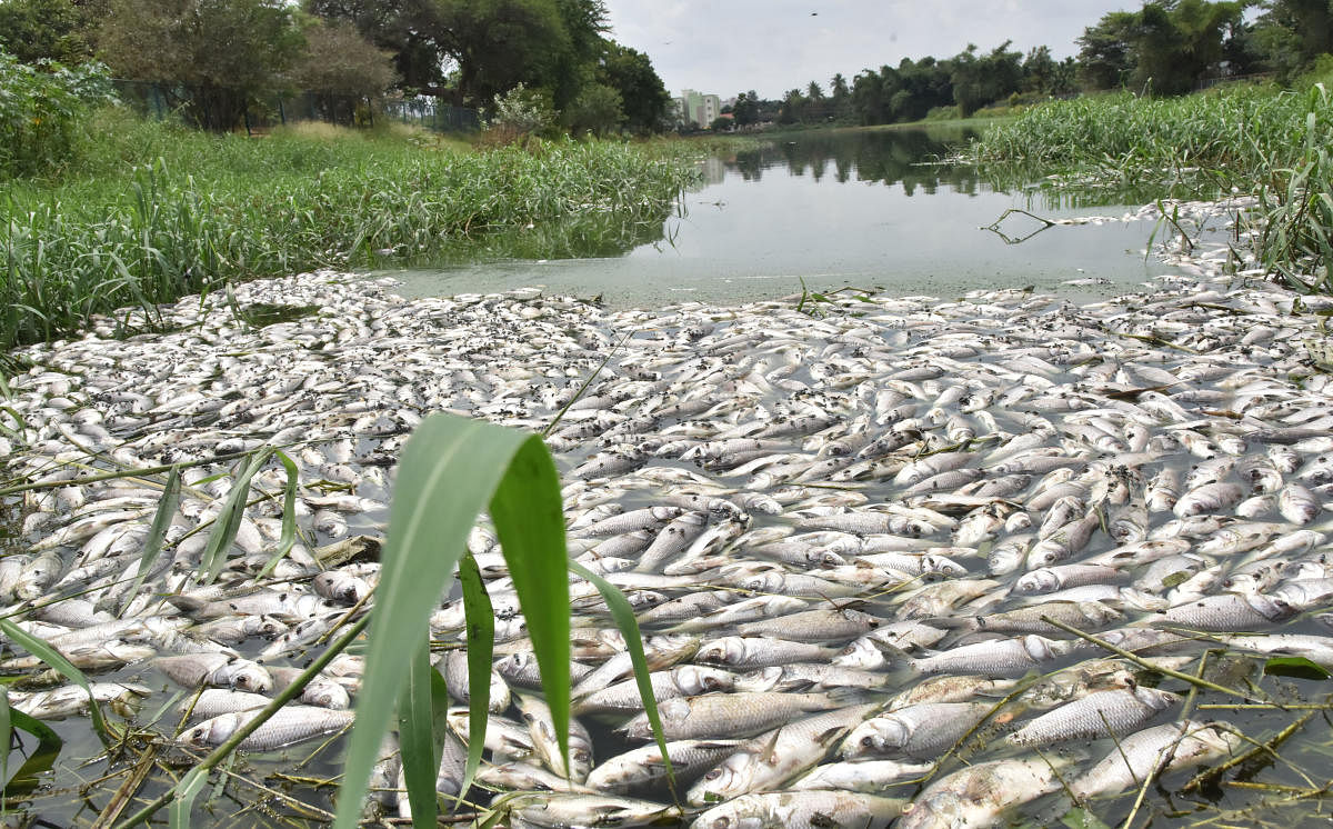 Hundreds of dead fish floating in Sheelavantanakere lake near Whitefield in Bengaluru on Friday. DH photo/B K Janardhan