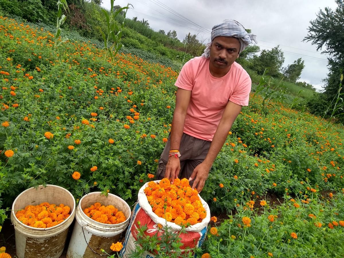 Anand Nerli hires helpers to harvest marigolds twice a week, transports and sells them to the Mumbai Flower Market.