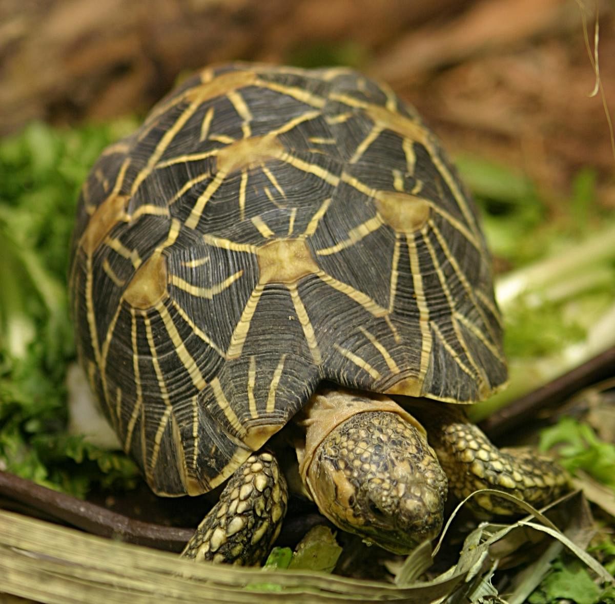 The Indian star tortoise is one of the most trafficked tortoise species in the world.