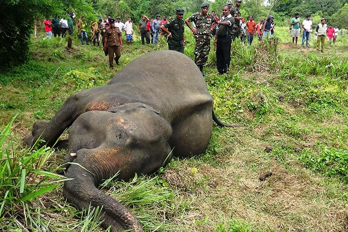 Four elephants were found dead on September 27 in central Sri Lanka, with police suspecting the animals were poisoned by angry villagers. Nearly 200 elephants are killed every year on the island, many by farmers after the animals stray onto their land. (Photo by STR / AFP)