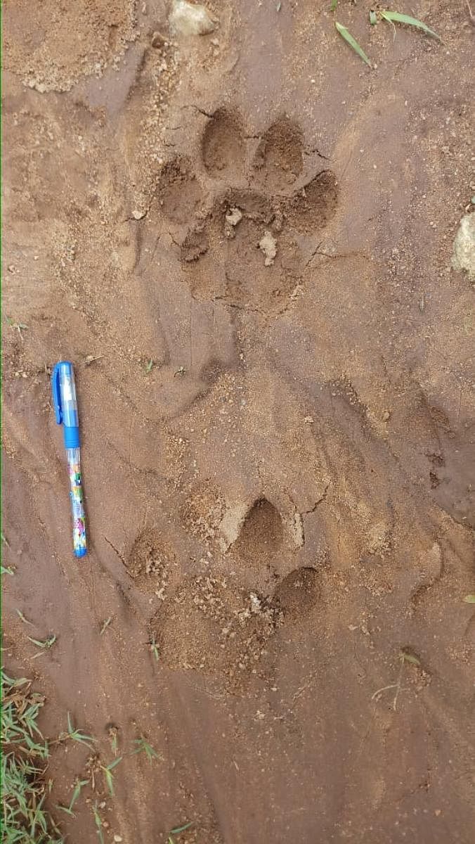 Forest officials and veterinarians discovered the pug-marks of the elusive tigress at a private farm near Hundipura in Bandipur Tiger Reserve on Thursday evening.