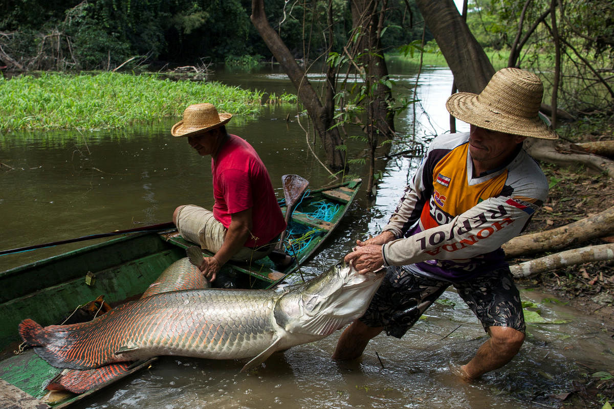 Villager Diomesio Coelho Antunes (R) from the Rumao Island community drags from his canoe an arapaima or pirarucu, the largest freshwater fish species in South America and one of the largest in the world. (Photo by Reuters)