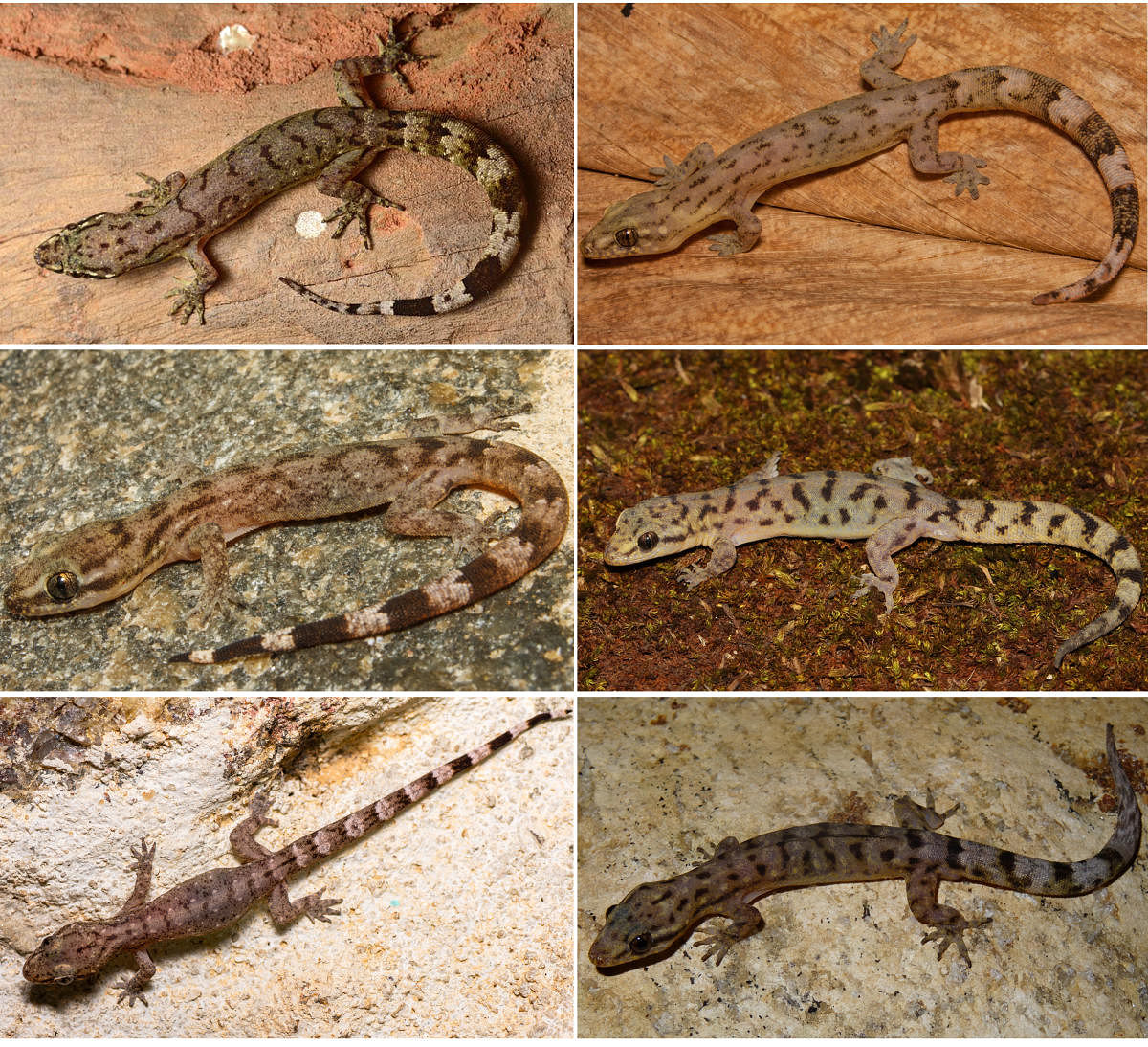 Six new species of lizards