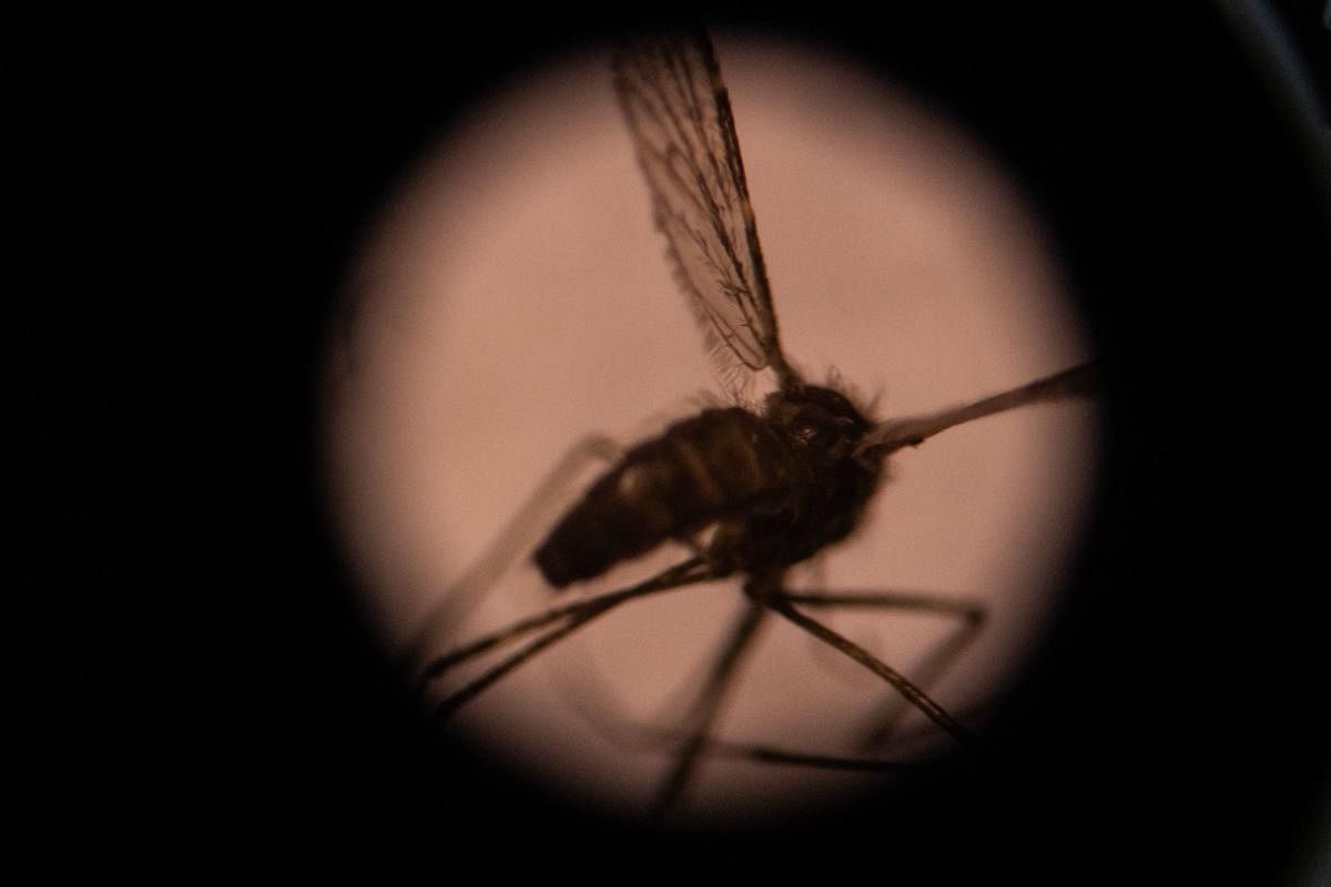 A mosquito is seen through a microscope in the entomology laboratory. AFP photo