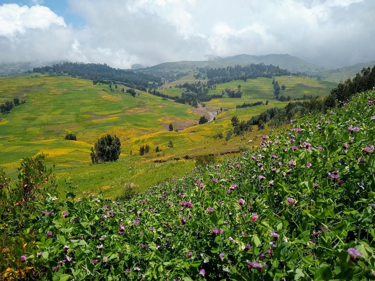 Hills covered with yellow meskelflowers on the way to SimienMountains National Park.PHOTOS BYAUTHOR