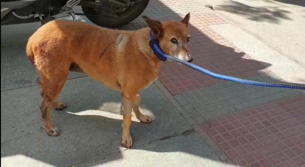 Retired Nimhans doctor Syama Sundar (83), who shot the dog for defecating on his property, voluntarily paid Rs 15,370 to Jeeva Pet Hospital in JP Nagar towards the animal’s treatment.