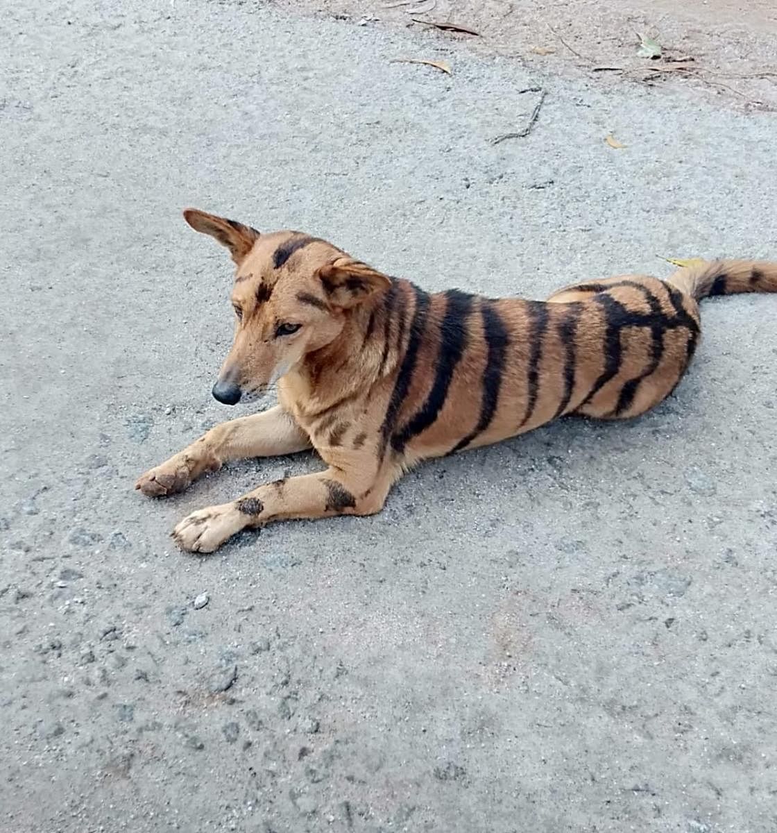 A dog painted with tiger stripes at Heggodu village in Shivamogga.