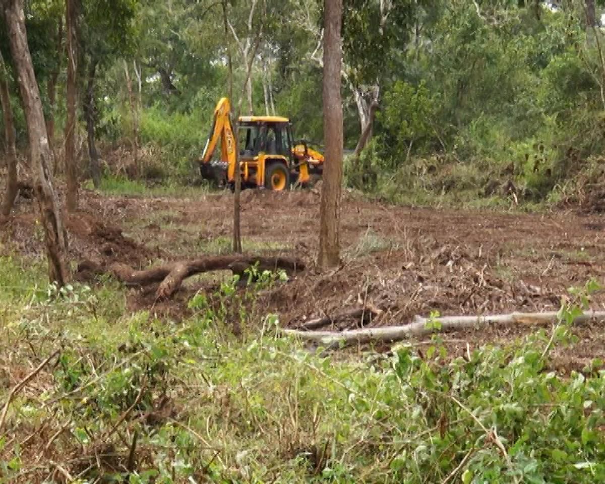Large trees are being uprooted using an earthmover in the buffer zone in Kodagu.