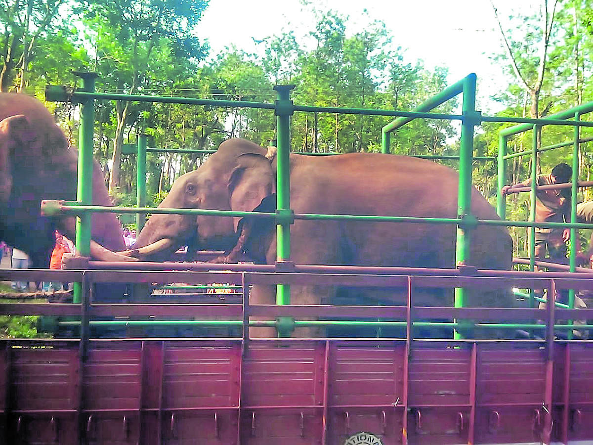 The captured wild elephant was transported to Dubare elephant camp.