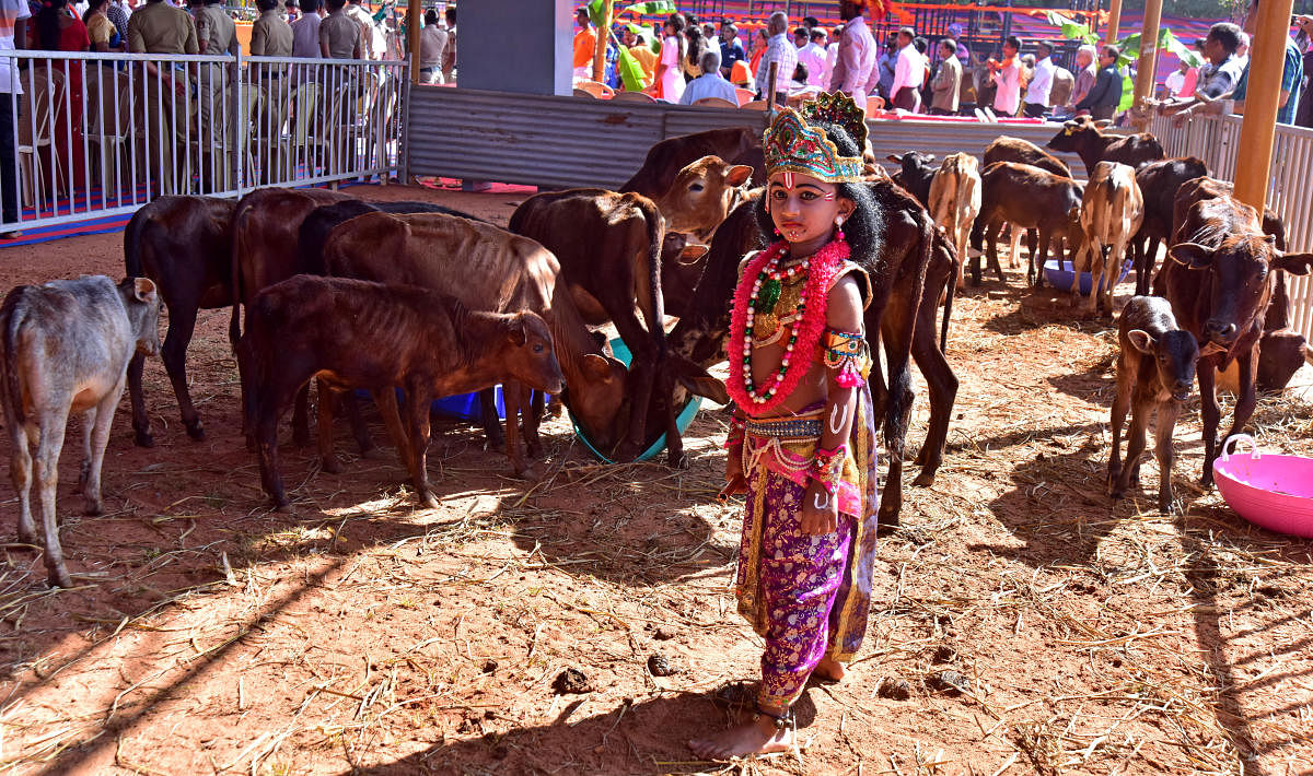 A child clad in Lord Krishna's attire poses for a photograph amid calves at Bruhath Gomandala, organised by Govanithashraya Trust, at Nehru Maidan in Mangaluru.