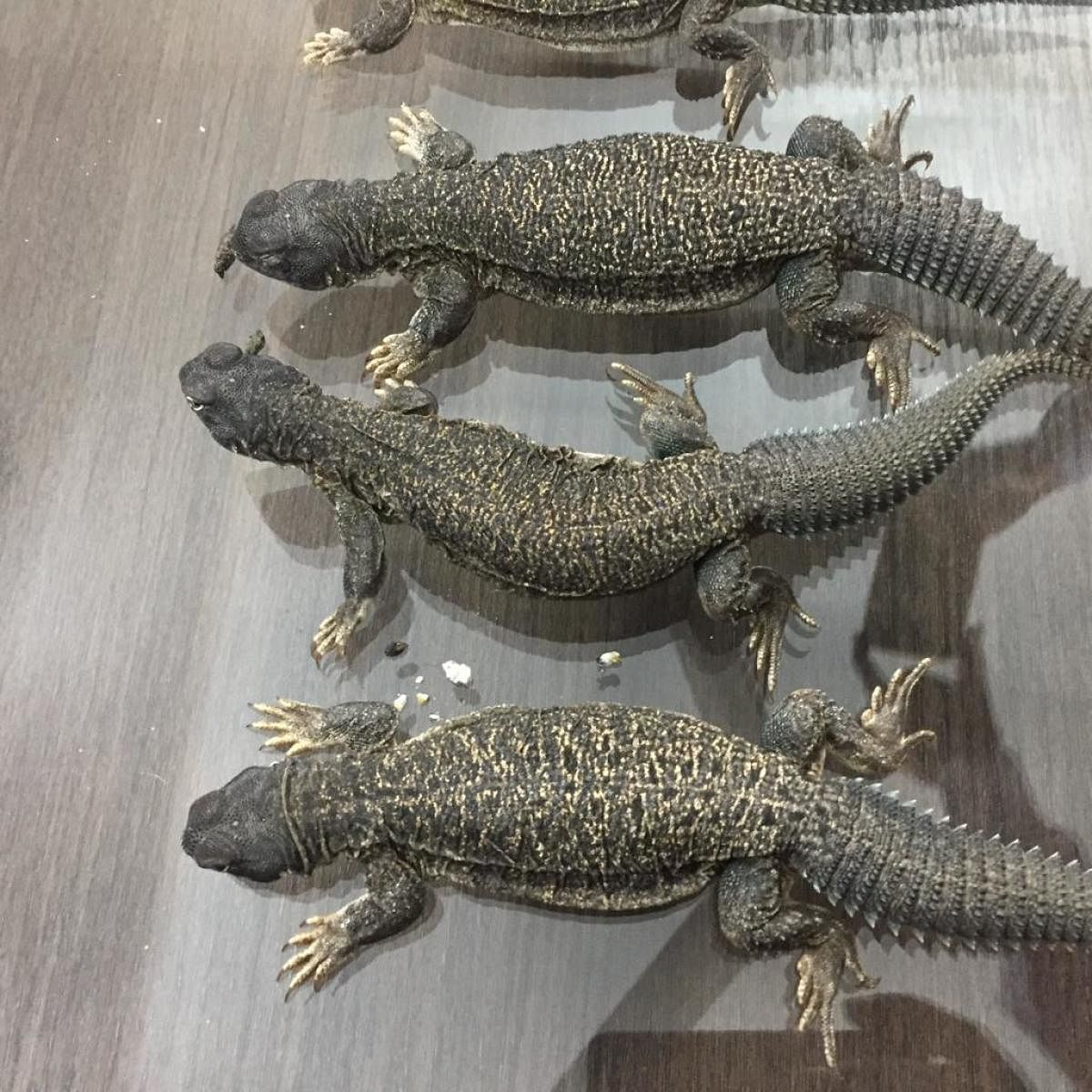 The spiny-tailed lizards endemic to the deserts of Rajasthan seized in Bengaluru. Police believe the animals were to be killed to make aphrodisiacs. PIC COURTESY: POLICE