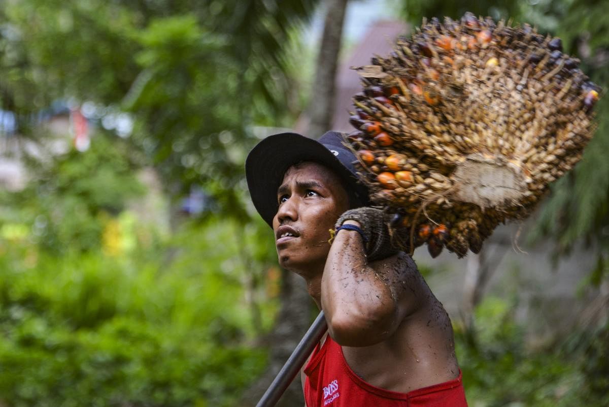 a worker loading palm oil fruits onto a truck at a plantation in the Nagan Raya district in Indonesia. (AFP photo)