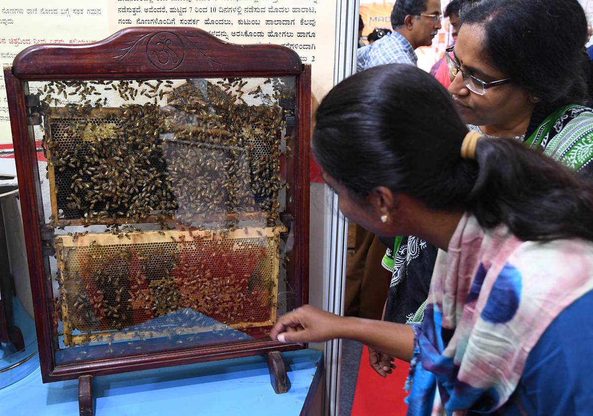Honeybees in a glass hive at the Honey Farmers Festival in Lalbagh on Friday. DH Photo/Pushkar V