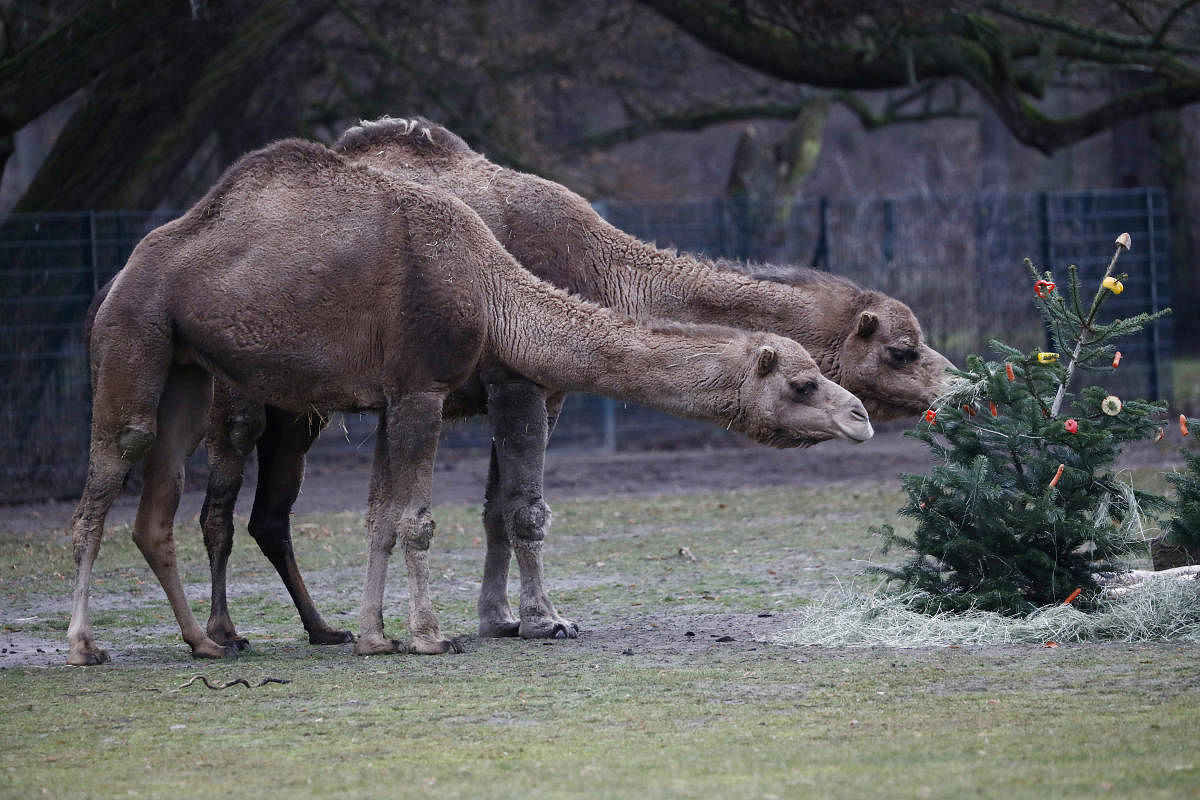 Camels in Australia: Too many to handle? (Reuters Photo)
