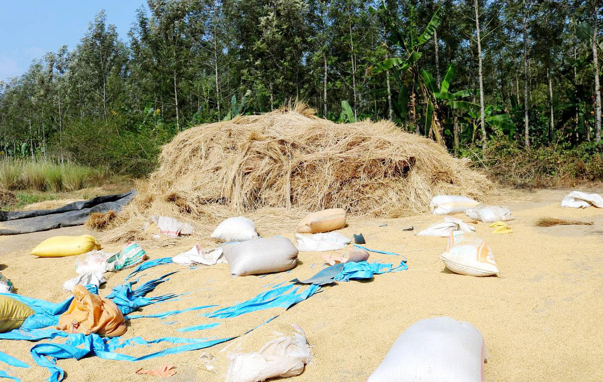 Paddy growers have been filling paddy in sacks to keep them ready for sale.