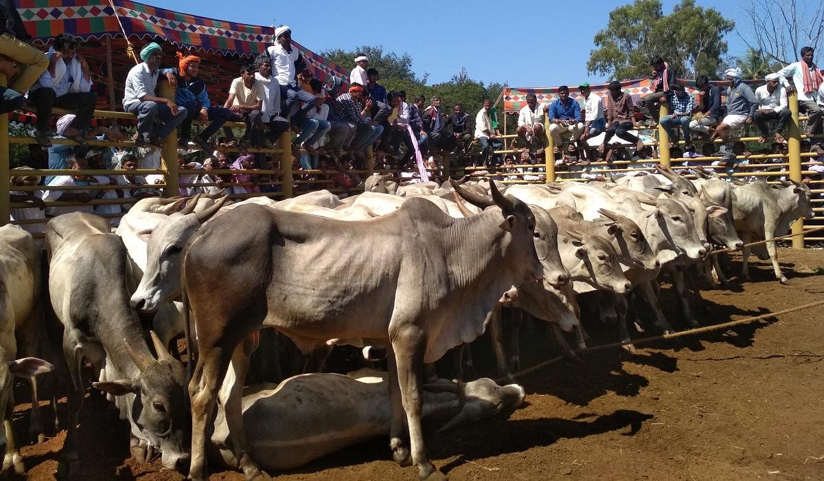 Amrit Mahal cattle that were auctioned in Birur.
