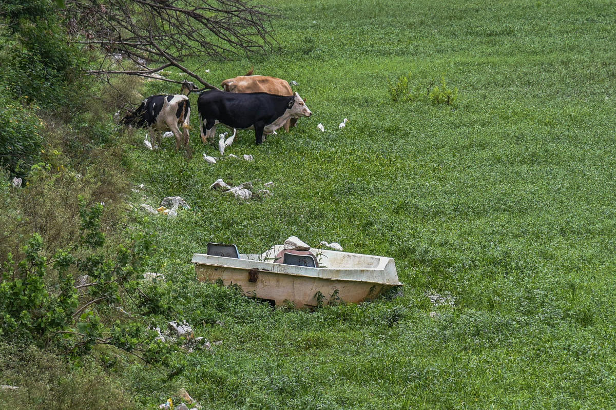 The Kengeri Lake overrun by weeds and garbage. DH photo/S K Dinesh