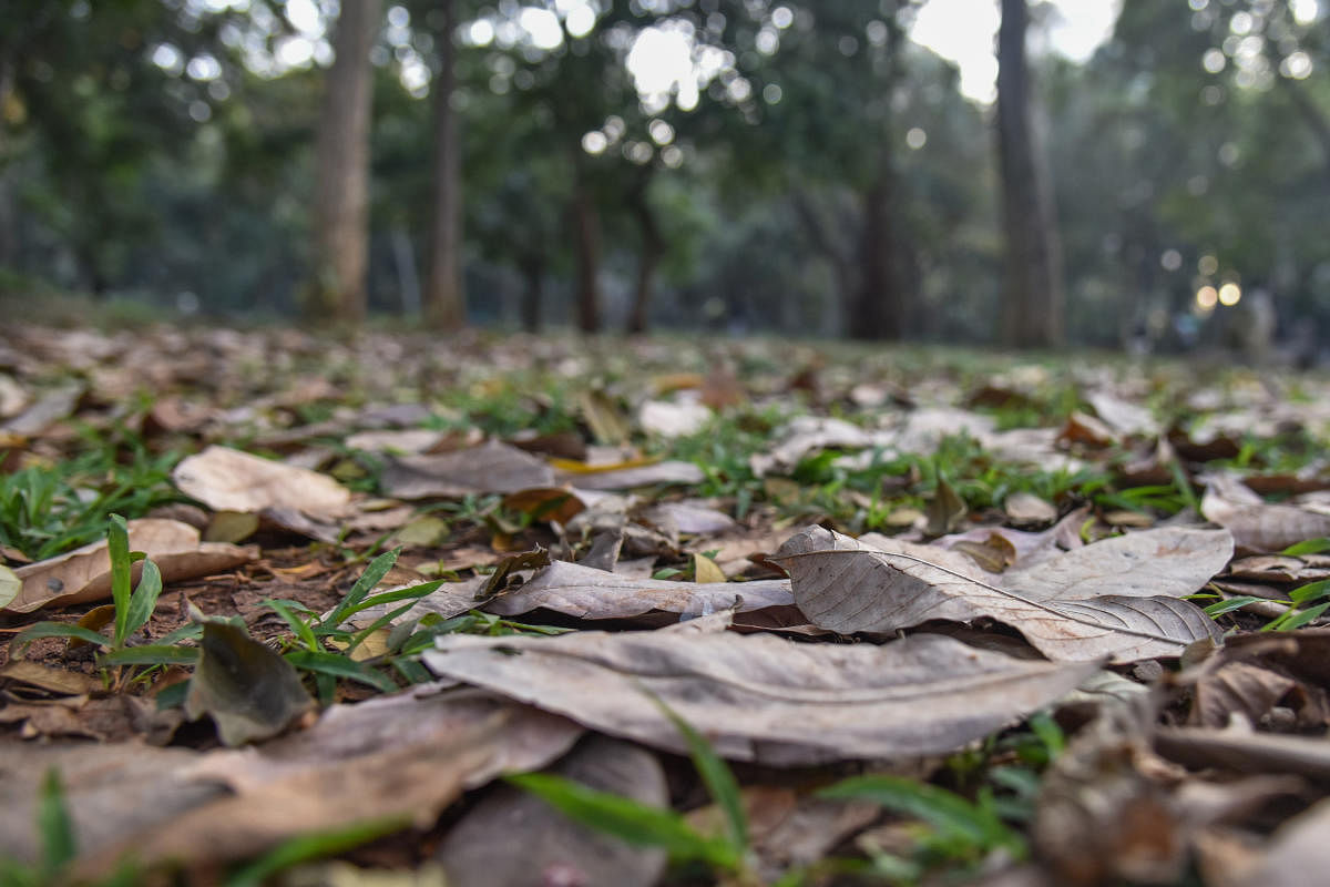 During winter session leaves are felled down, Dry leaves spread on the ground looks like dry bed, at Sri Chamarajendra Park (Cubbon park) in Bengaluru. (Photo by S K Dinesh)