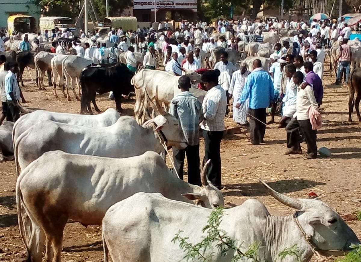 A cattle fair was held in a ground situated in front of the taluk panchayat in Ajjampura.