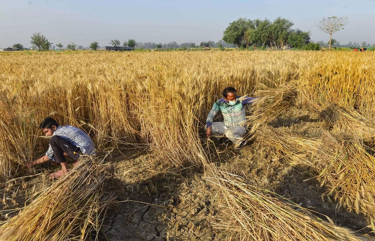 Agricultural labourers harvest wheat crop at a farm during the nationwide lockdown in the wake of coronavirus pandemic, on the outskirts of Noida. PTI