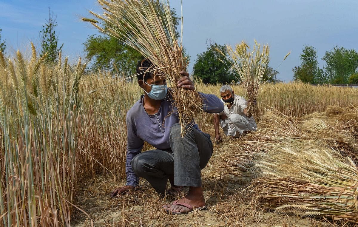 Farmers wearing masks harvest wheat crop at Dasna amid the nationwide lockdown imposed in the wake of coronavirus pandemic, in Ghaziabad. PTI